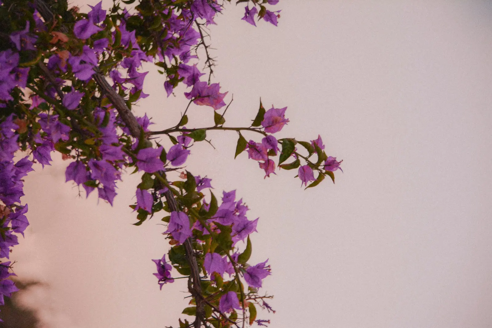 purple flowers are growing on the side of a building