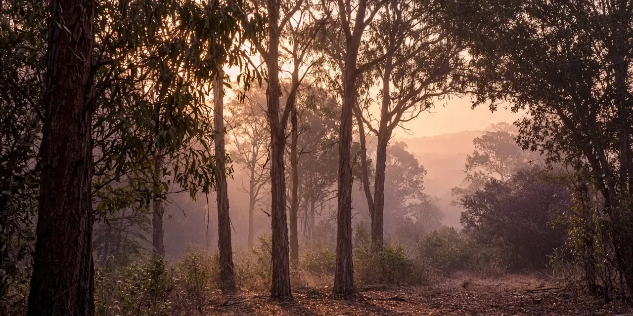 Soft morning light filtering through tall eucalyptus trees in Australian bushland